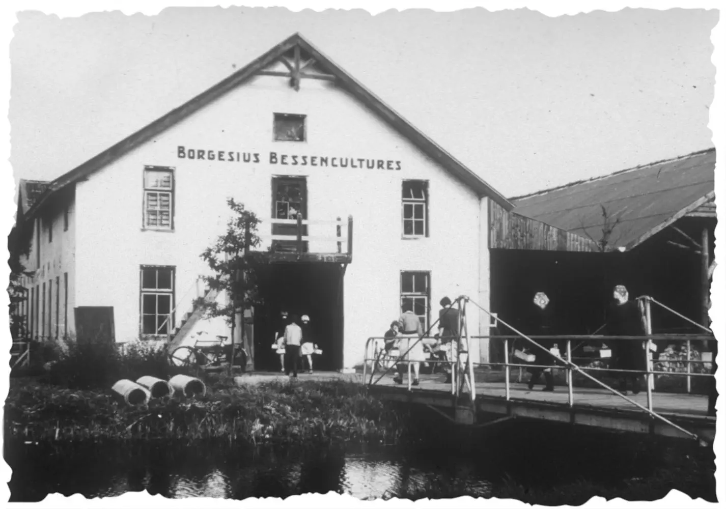 Bessen kwekerij drenthe