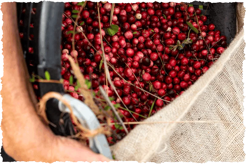 Cranberries-In-Zak